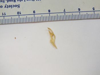 Media type: image;   Herpetology R-6675
